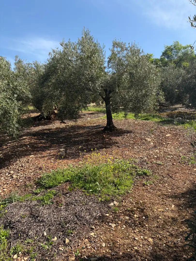 Terreno rustico in vendita a Cabra, imagen 7
