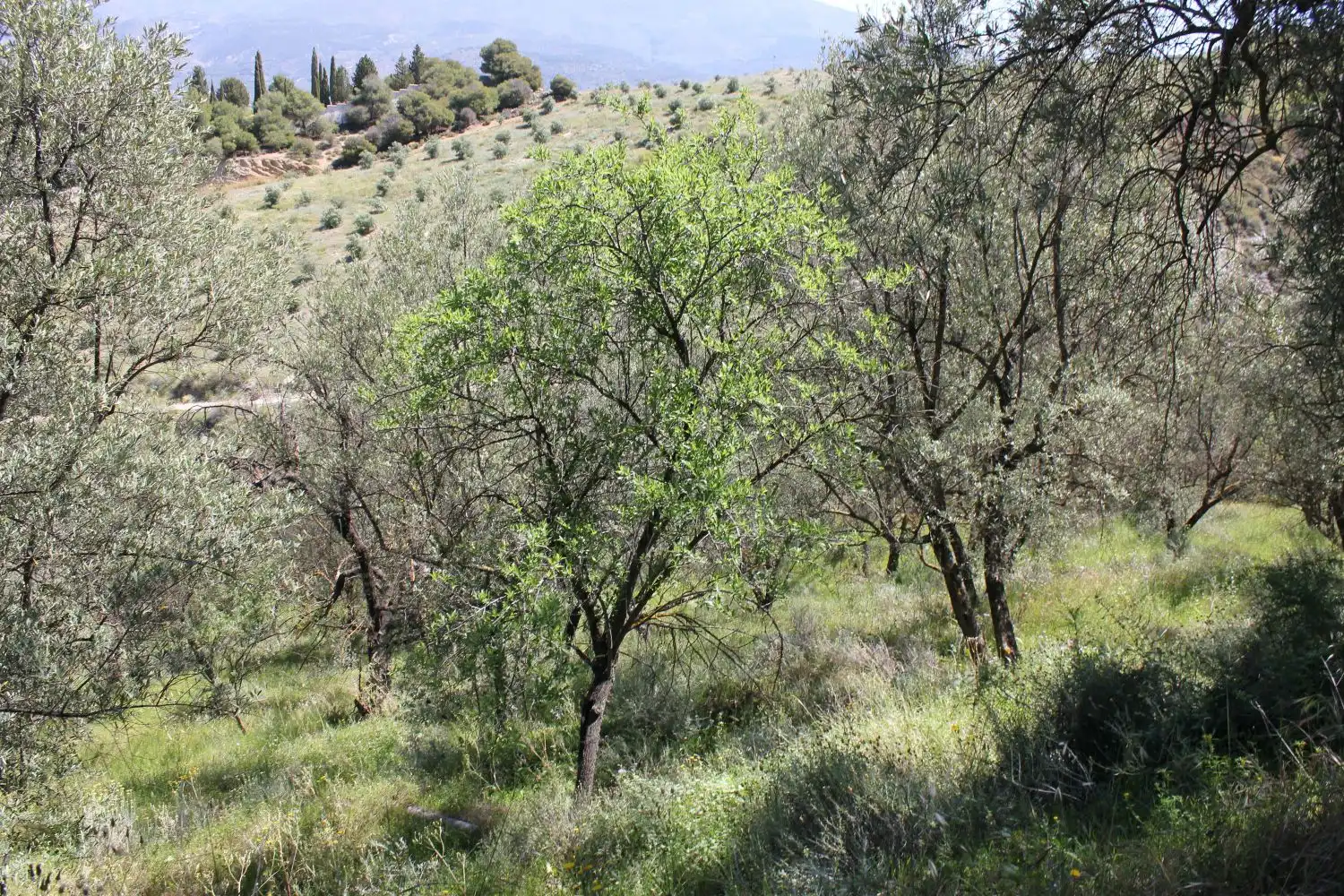 Terreni e lotti in vendita a andalucia, imagen 18