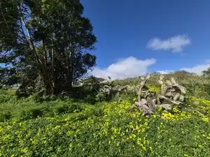 Vista exterior de Finca rústica en venta en El Rosario con Jardín privado, Terraza y Trastero