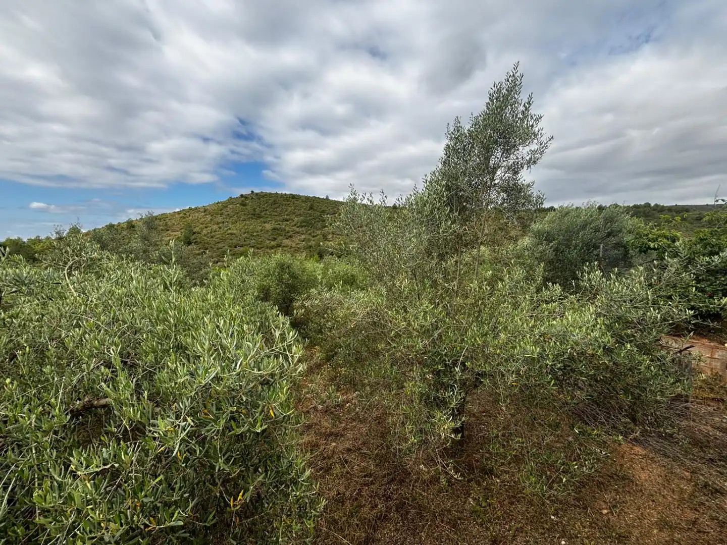 Casa o xalet en venda en Azuébar amb Terrassa