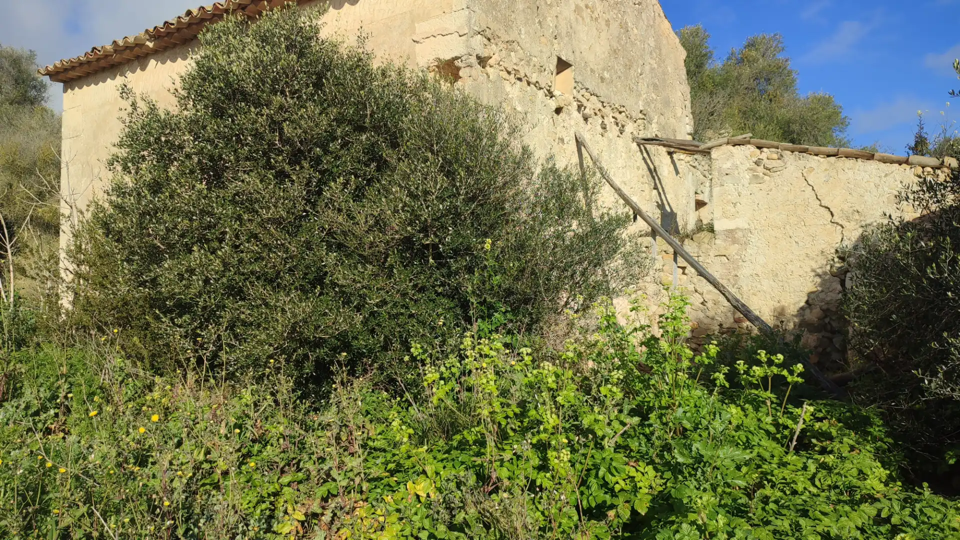 Rustikales Grundstück zum Verkauf in Petra, imagen 11