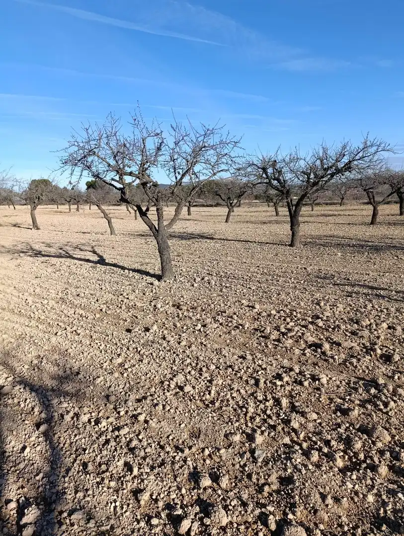 Terreny rústic en venda a Ribera de Molina - Torrealta, imagen 12