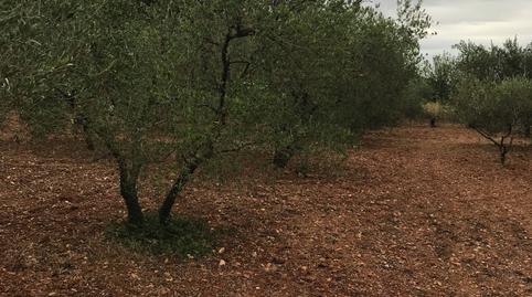 Photo 4 of Residential for sale in Pla de Bon Aire, Barcelona