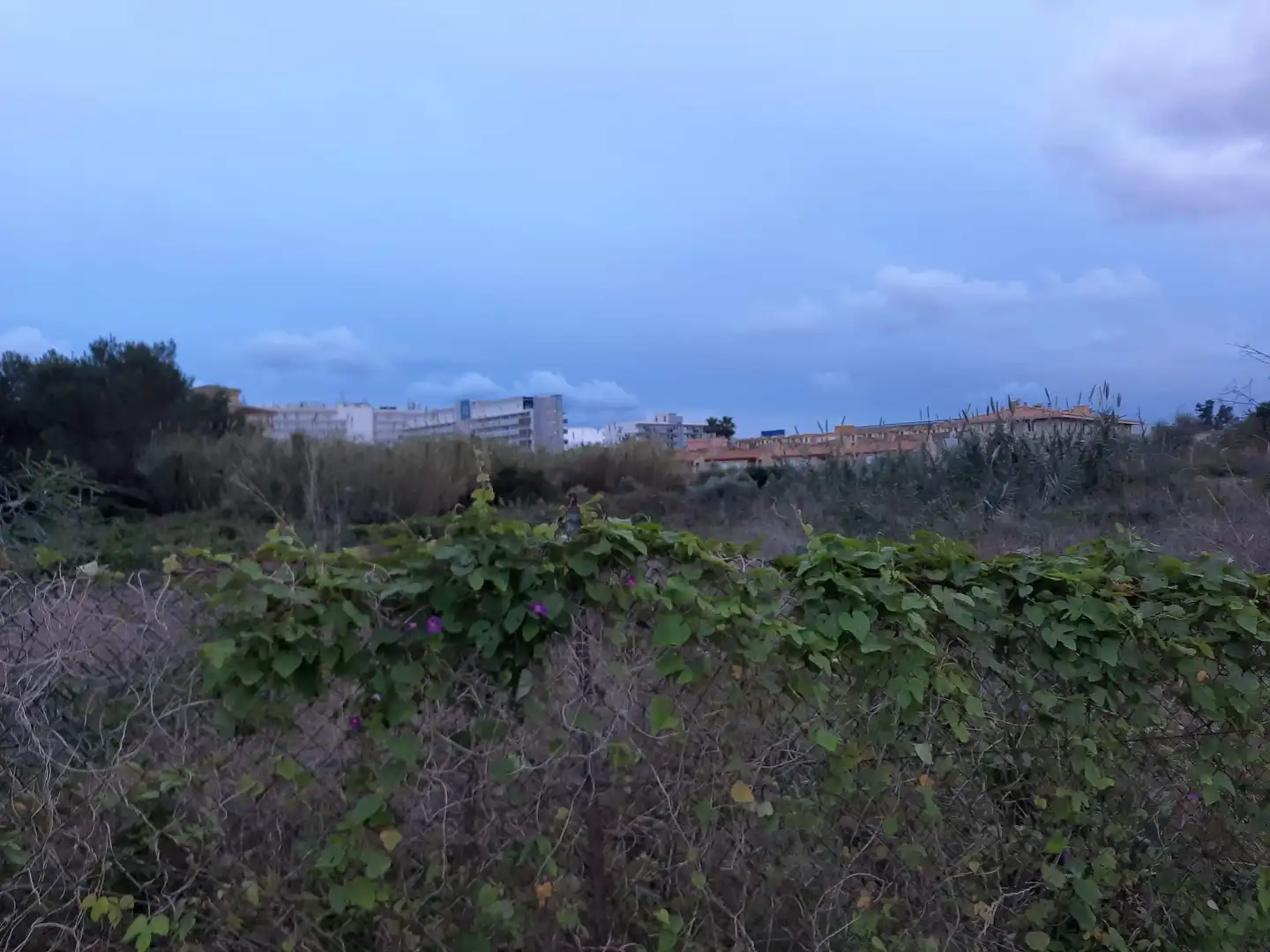 Terreny residencial en venda a Port d'Alcúdia - Platja d'Alcúdia, imagen 6