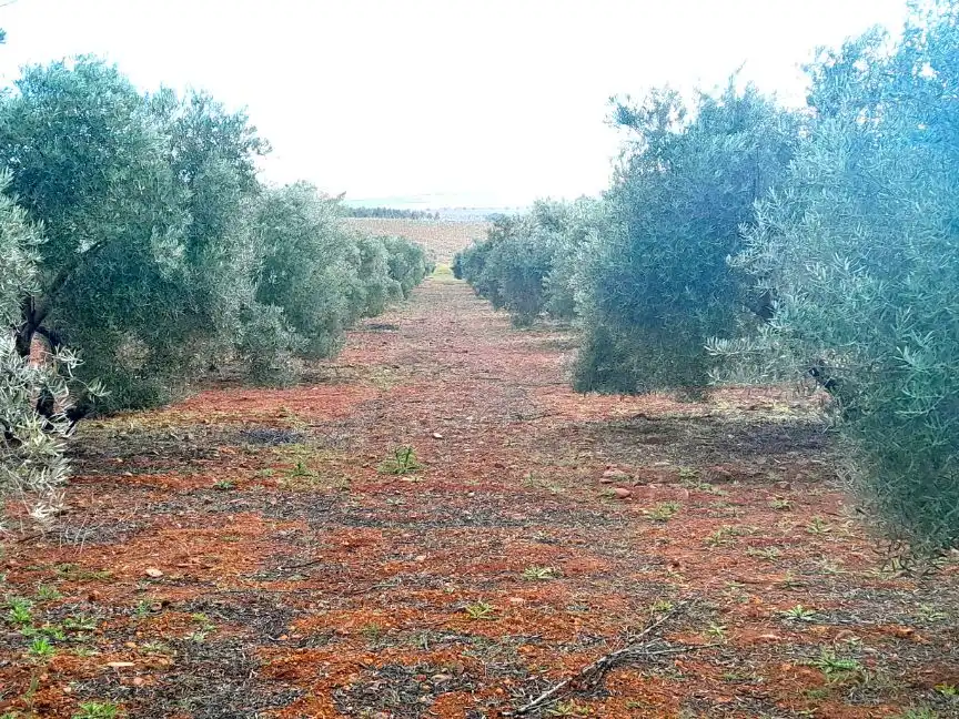 Rural land for sale in Calle del Seis de Junio 10