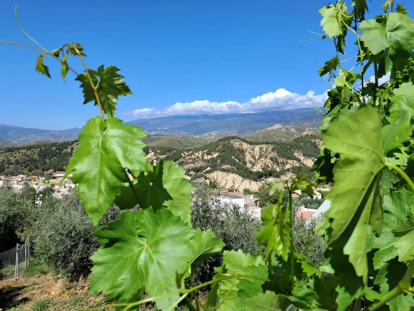 Vista exterior de Finca rústica en venda en Alcolea amb Aire condicionat, Jardí privat i Piscina