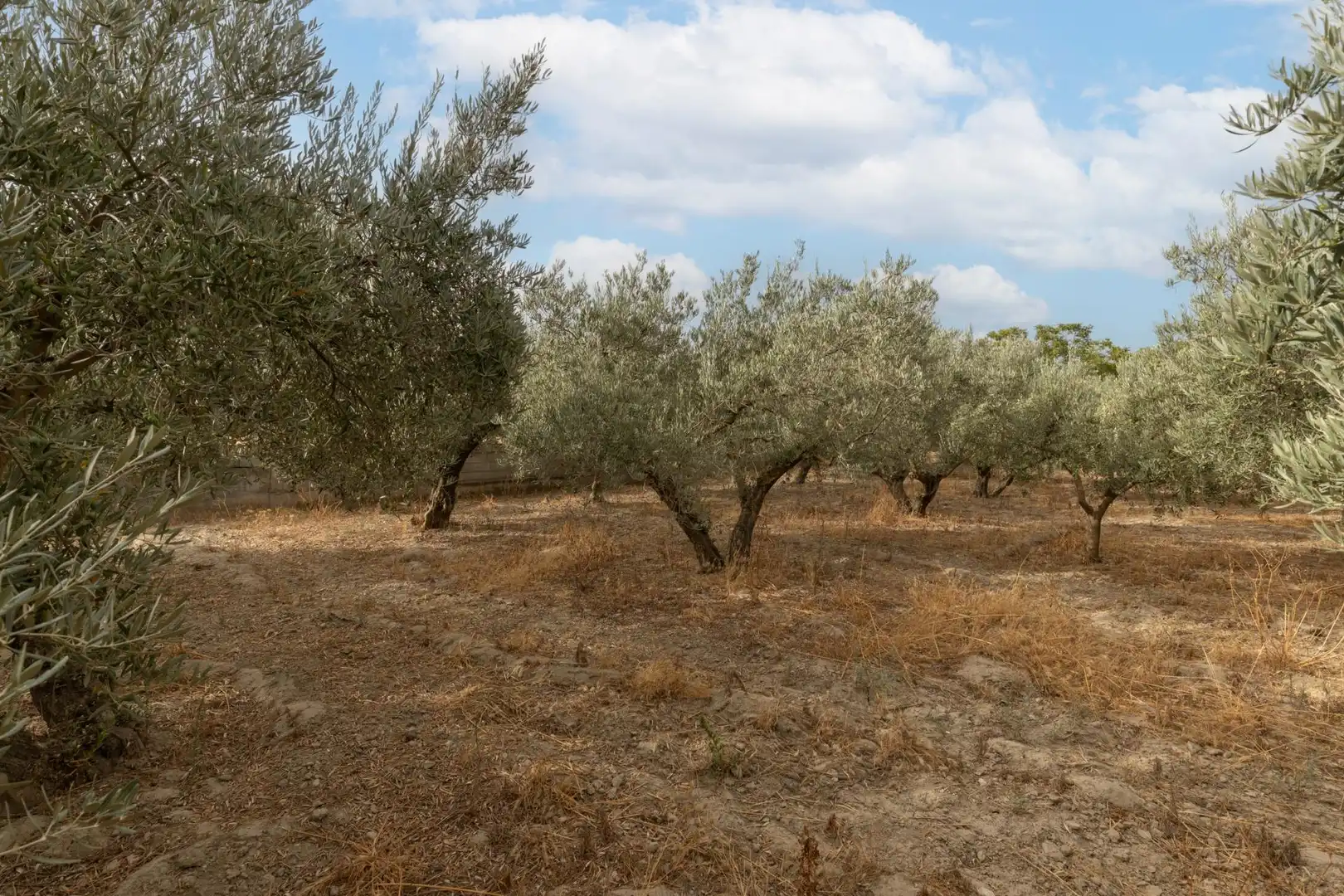 Country homes for sale in Polideportivo