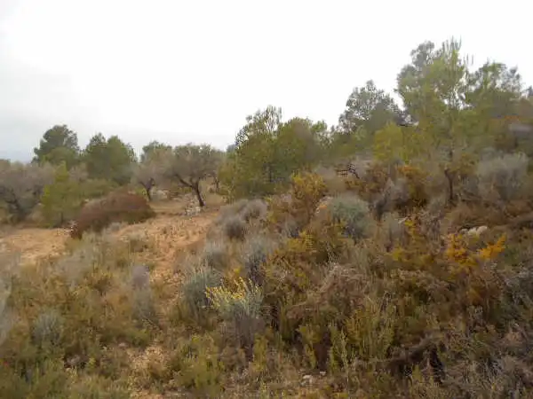 Rural land for sale in Ptda San Miguel, Timba y Palillo, imagen 15