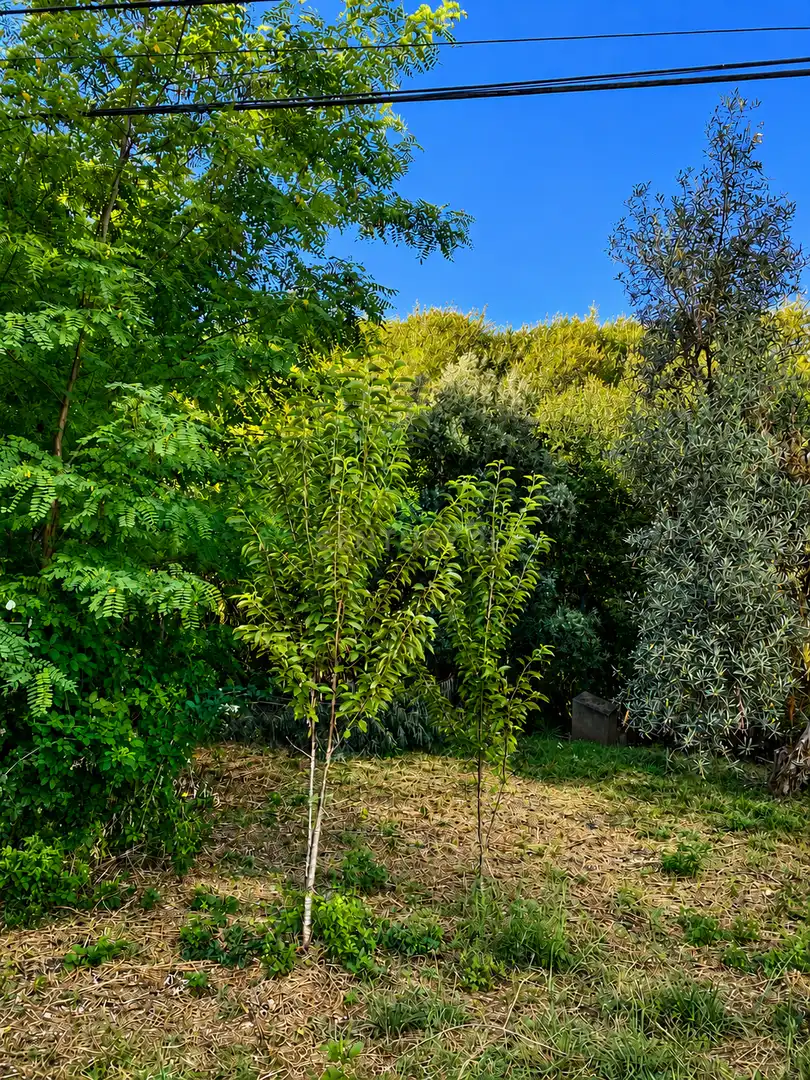 Jardín de Edificio en venta en Valencia de Alcántara