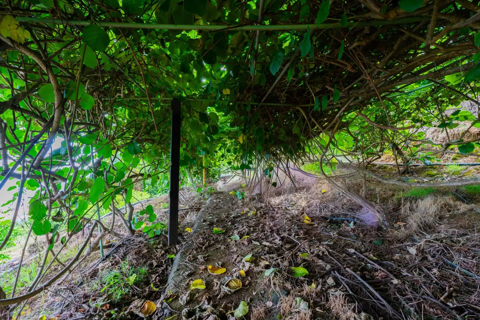 Maison rustique avec jardin à vendre à La Perdoma - San Antonio - Benijos, imagen 26