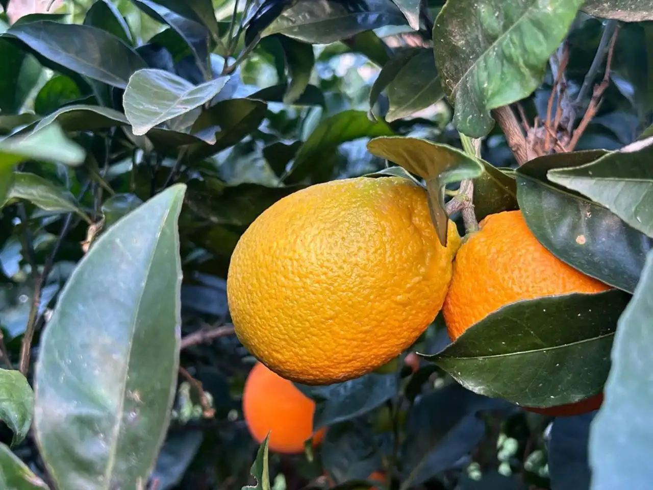 Jardí de Finca rústica en venda en Estepona amb Aire condicionat, Calefacció i Jardí privat
