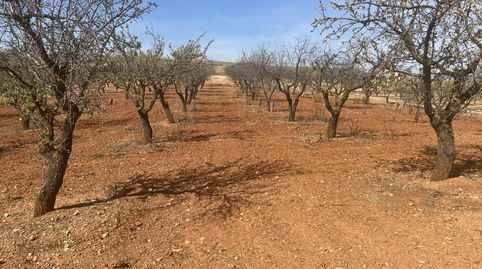 Finca de almendros en padul - zona de cerro hacho