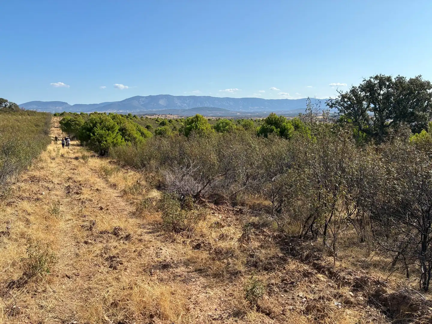 Rural land for sale in Puerto de San Vicente