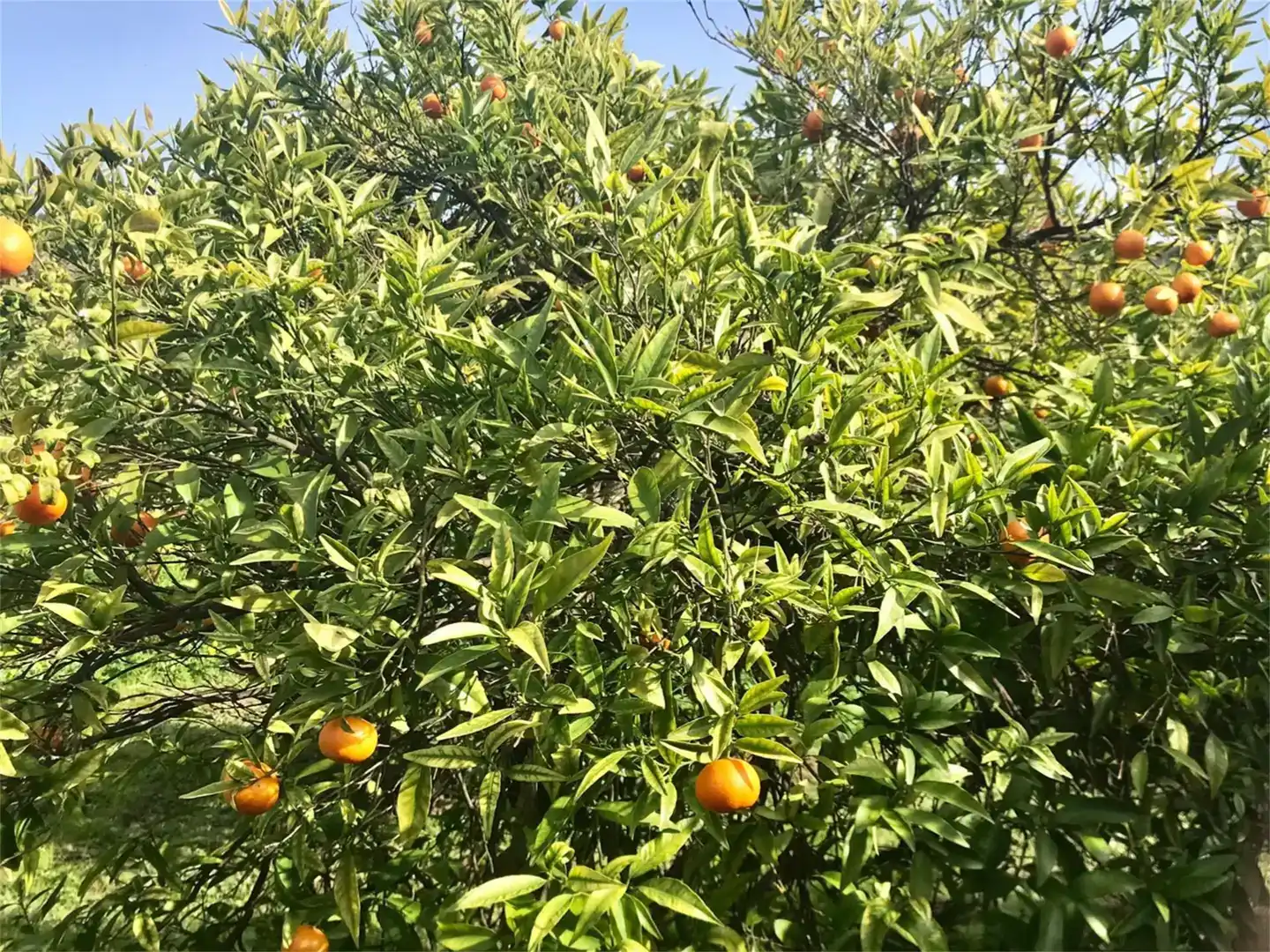 Jardí de Finca rústica en venda en Estepona amb Aire condicionat