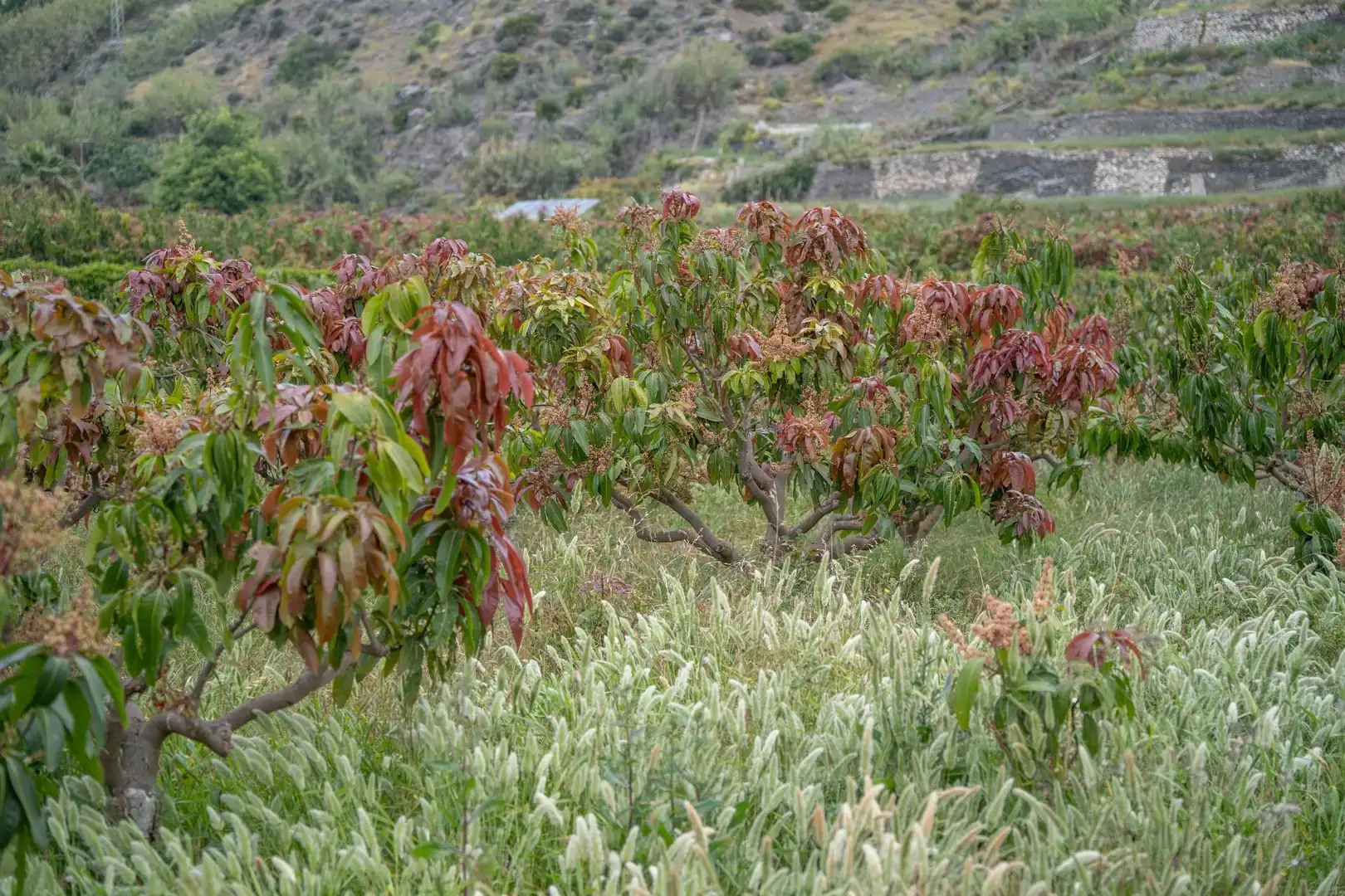 Terreni e lotti in vendita a CARRETERA MALAGA (CAL) 74, imagen 72