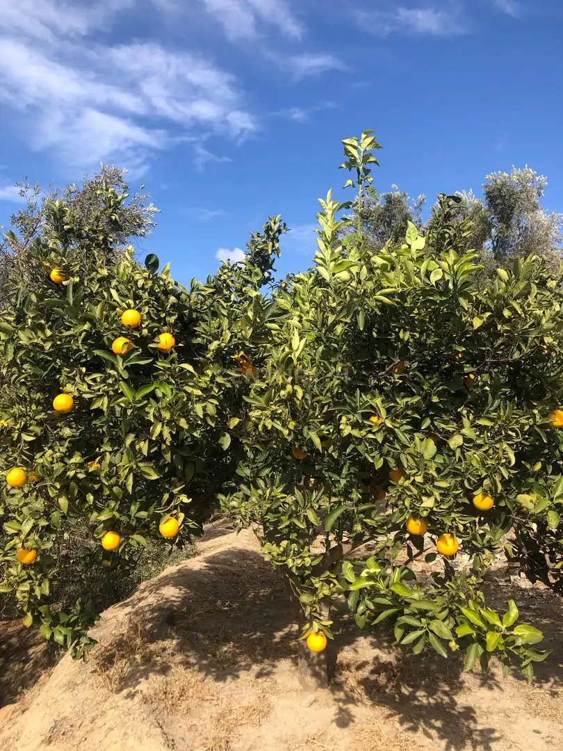 Jardín de Terreno en venta en Lecrín