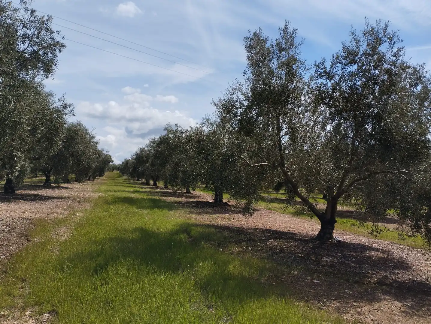 Terreno rustico in vendita a Calle los Yesares, imagen 7