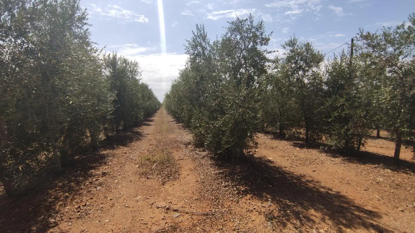 Finca rústica en venta en de les Hortes, Montbrió del Camp