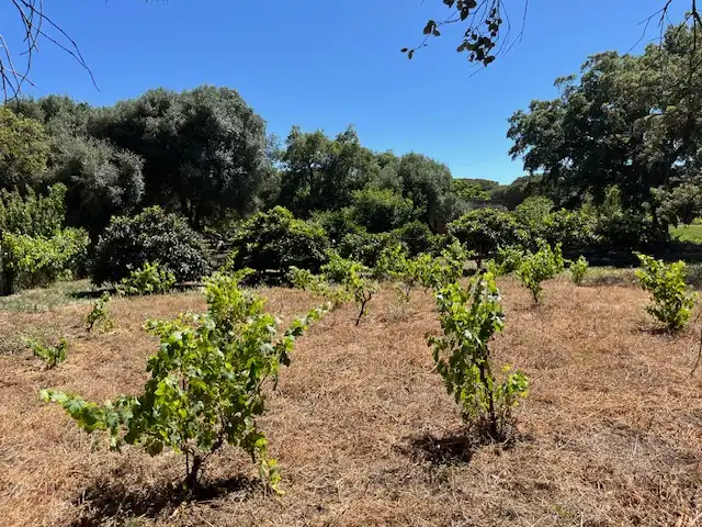 Finca rústica en venta en Vejer de la Frontera
