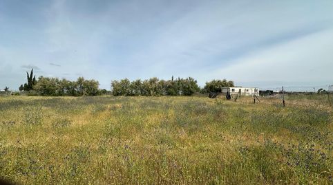 Photo 4 of Land for sale in Las Torres - Constelaciones, Utrera
