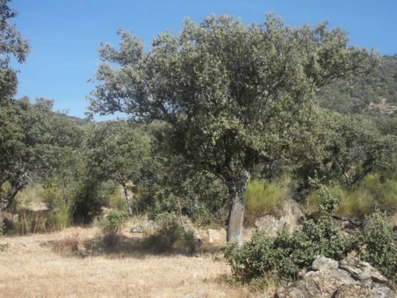 Grundstücke zum verkauf in Navalvillar de Pela