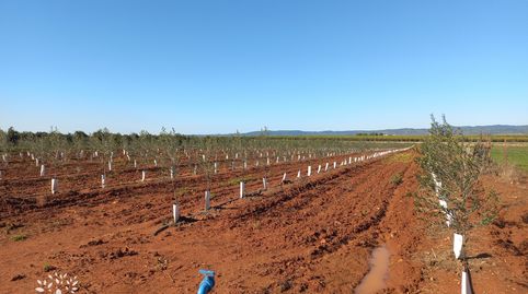 Photo 4 of Land for sale in Lora del Río, Sevilla