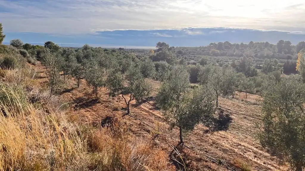 Terreny rústic en venda a Carrer del Dimecres, imagen 13