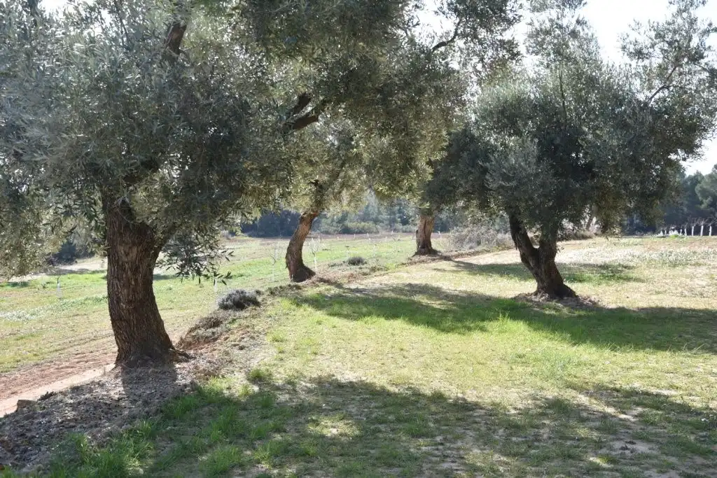 Country homes for sale in La Fresneda