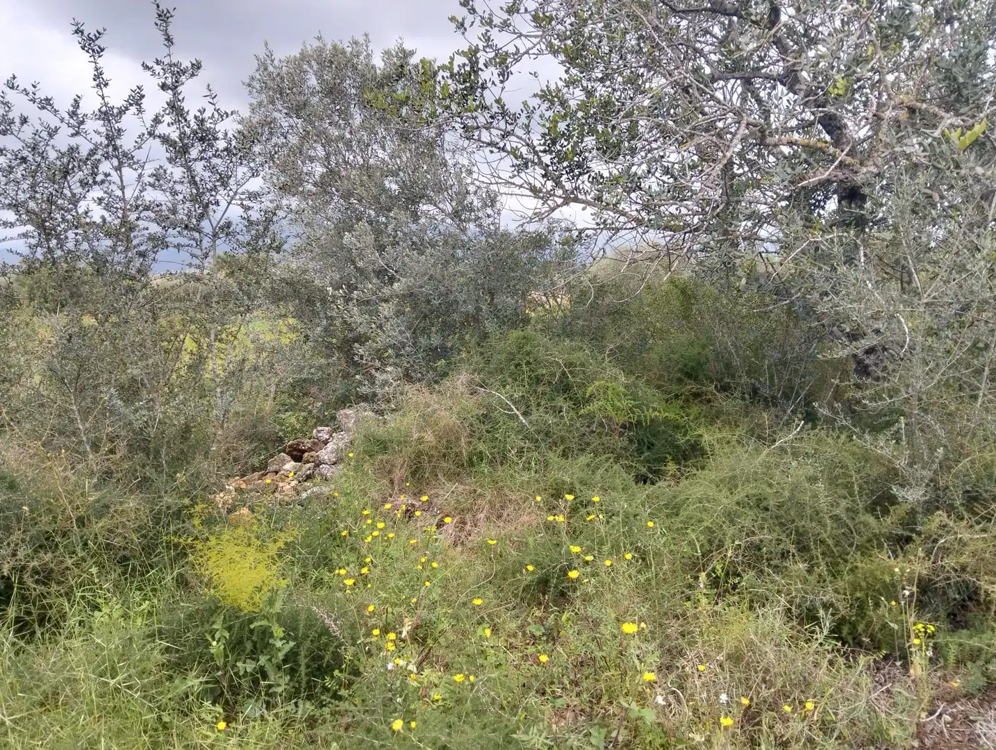 Terrain rustique à vendre à Tivenys, imagen 6