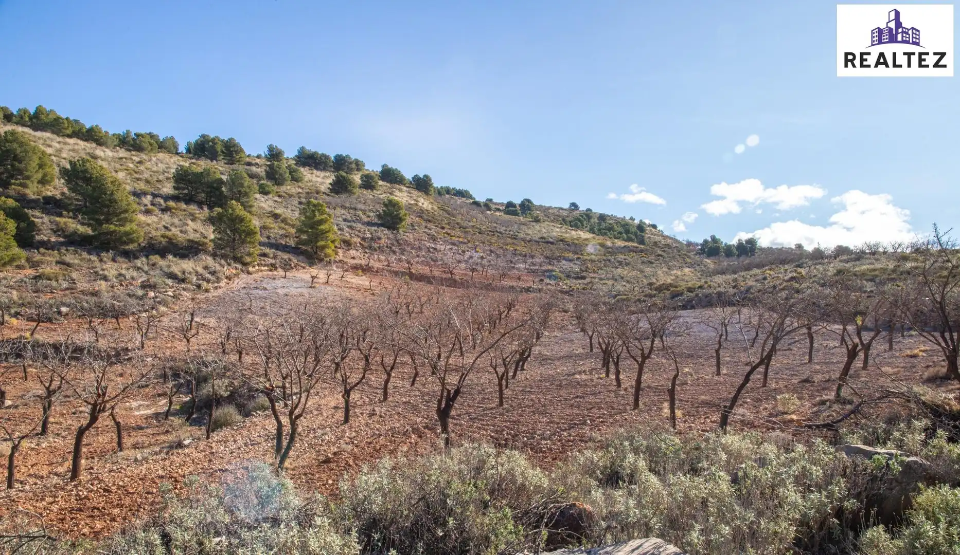 Terrain rustique à vendre à Alcolea, imagen 5
