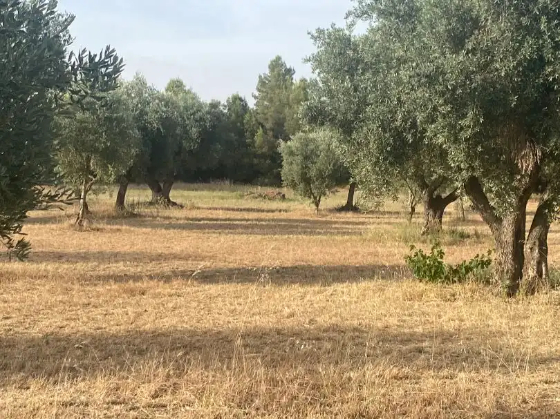 Rural land for sale in disseminat s/n, imagen 5