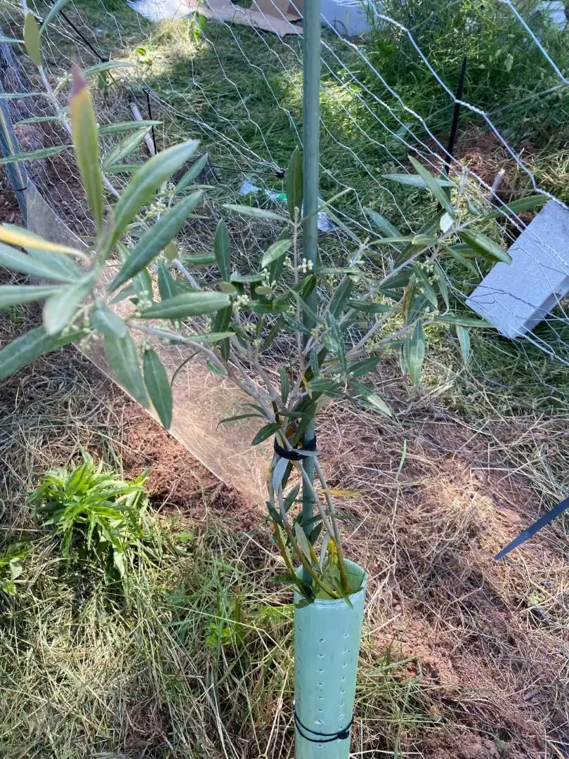 Garten von Grundstücke zur Miete in Clarés de Ribota