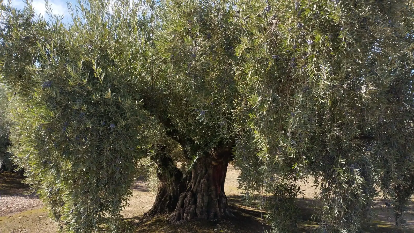 Terreno rustico in vendita a Carretera Monturque