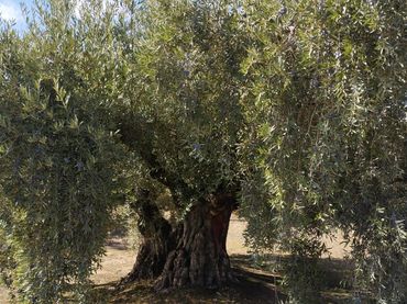 Terreno rustico in vendita a Carretera Monturque