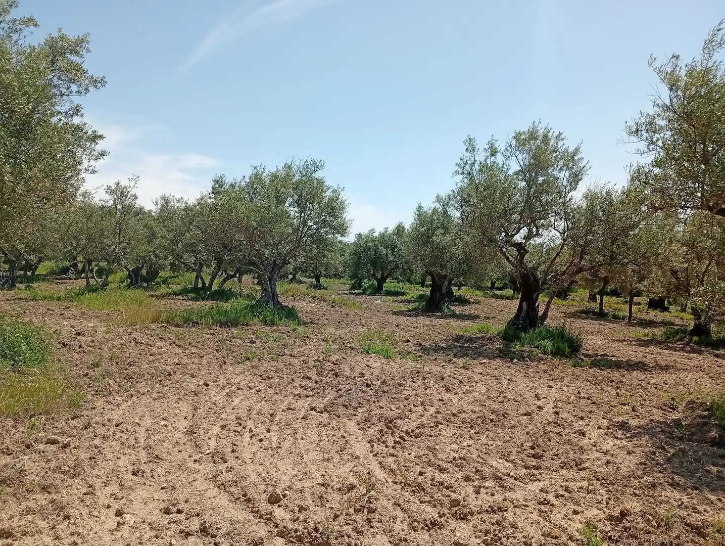 Terreni e lotti in vendita a Villanueva de la Vera, imagen 29