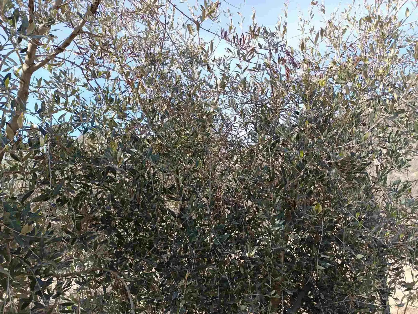 Garden of Land for sale in Estadilla