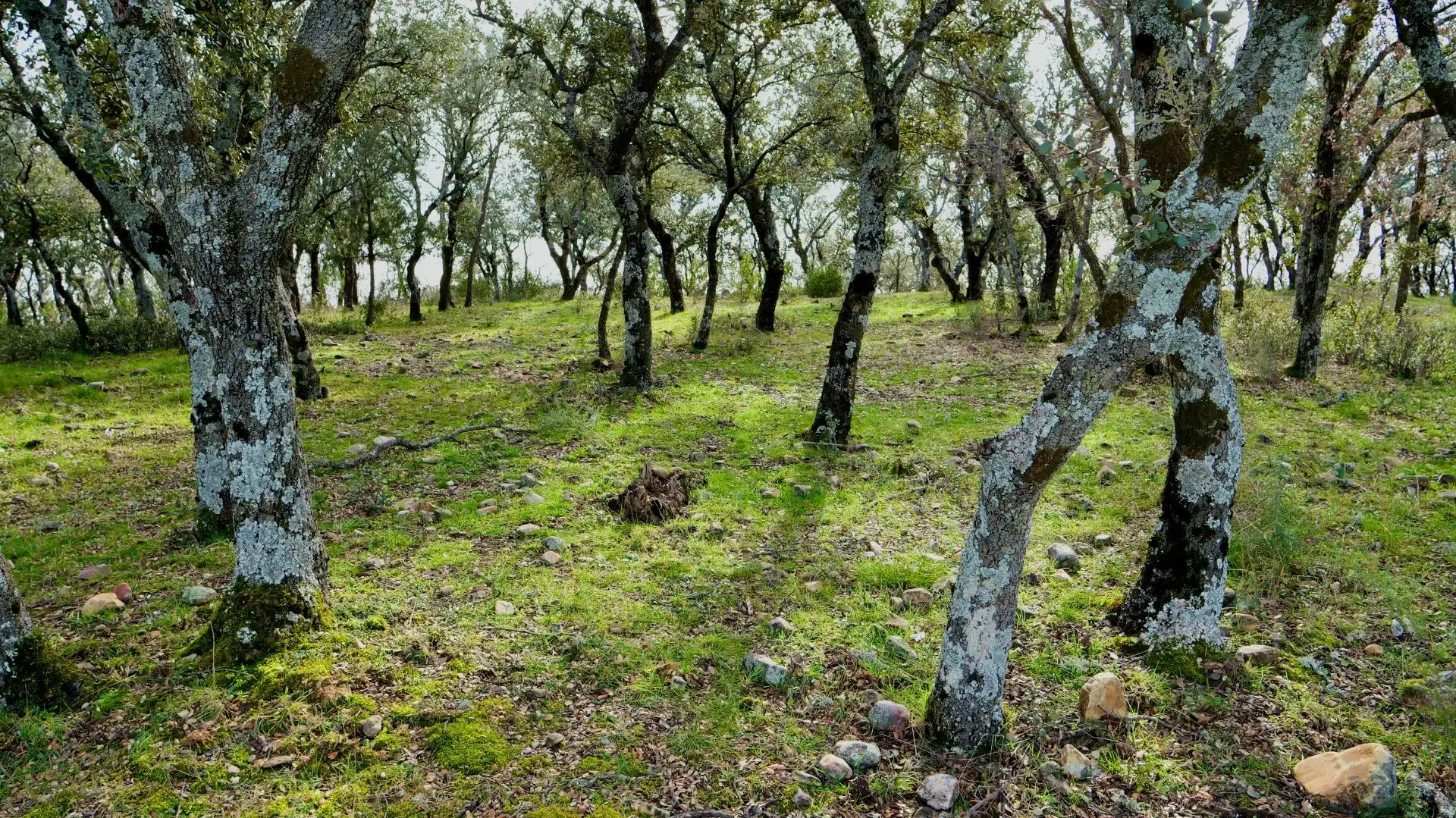 Land for sale in Arbancón