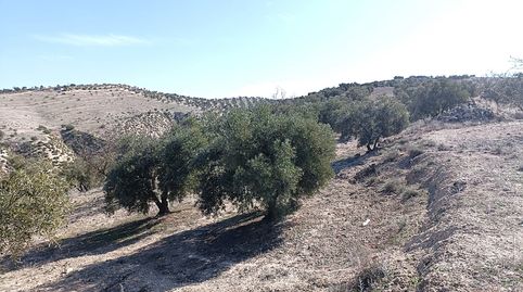 Finca de olivos a la venta en Chimeneas., immagine 4