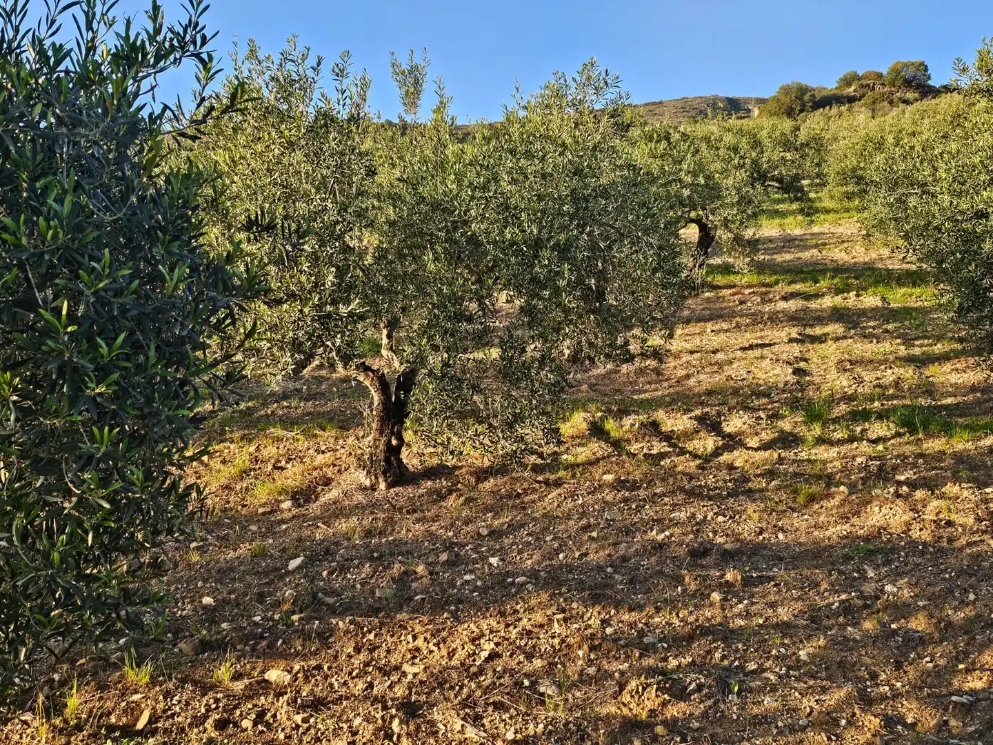 Terreni e lotti in vendita a Alozaina, imagen 11