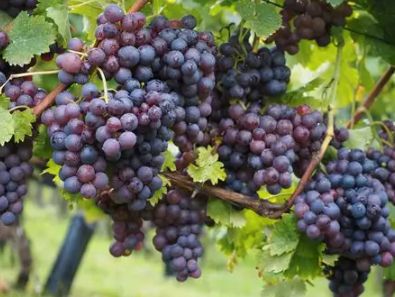 Garten von Grundstücke zur Miete in  Murcia Capital