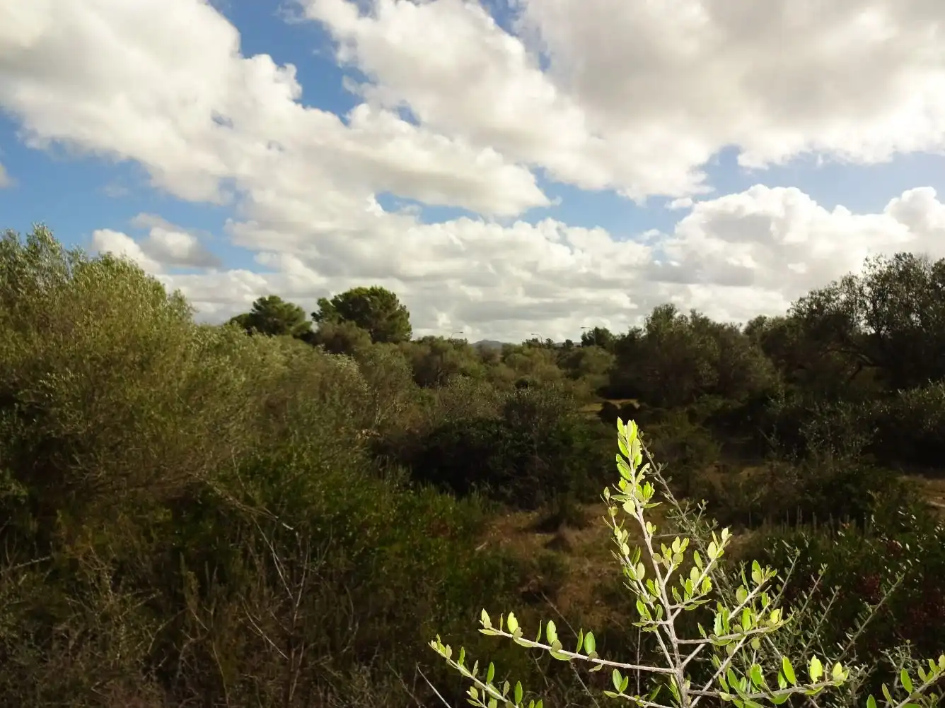 Terreny residencial en venda a Llevant, imagen 2