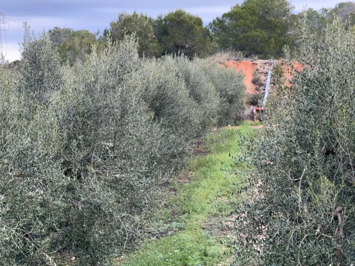 Terrain rustique à vendre à Carretera a la Maso 1G, imagen 16