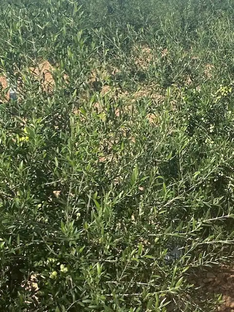 Terreno rustico in vendita a Calle García Pavón, imagen 11
