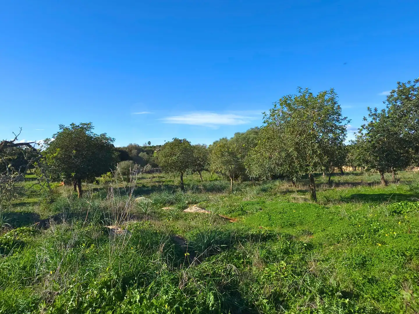 Terreni e lotti in vendita a Santa Margalida Poble, imagen 28
