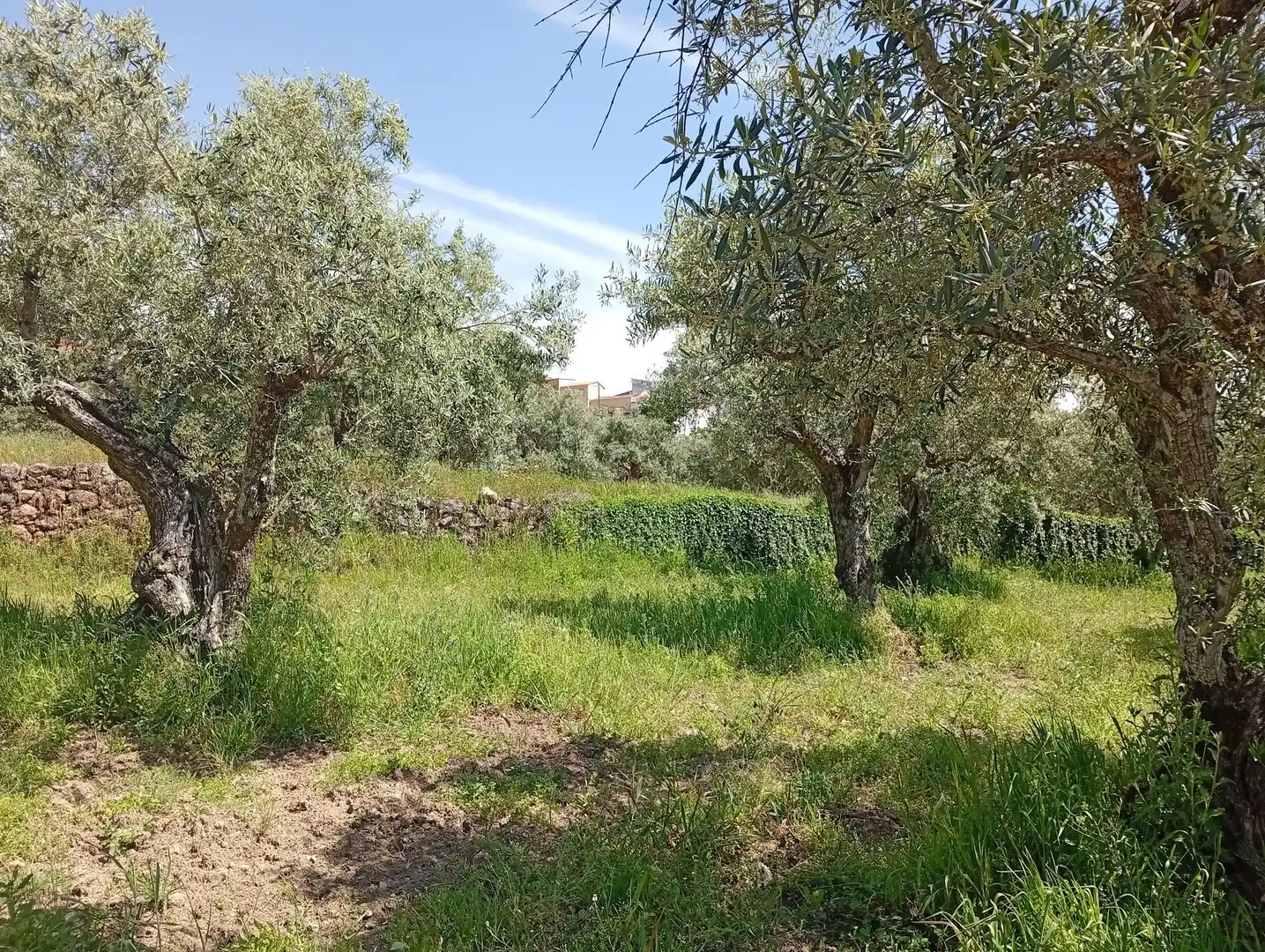 Terreni e lotti in vendita a Villanueva de la Vera, imagen 74