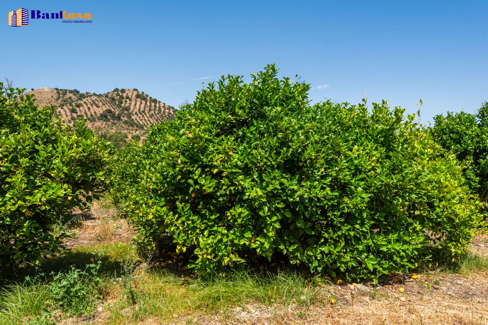 Terreno en venta en Pizarra