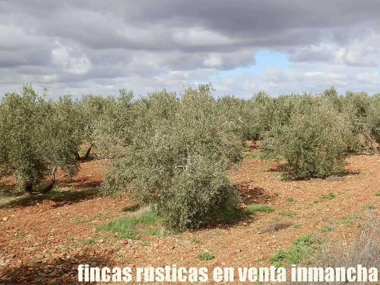 Rural land for sale in Valdepeñas, imagen 6