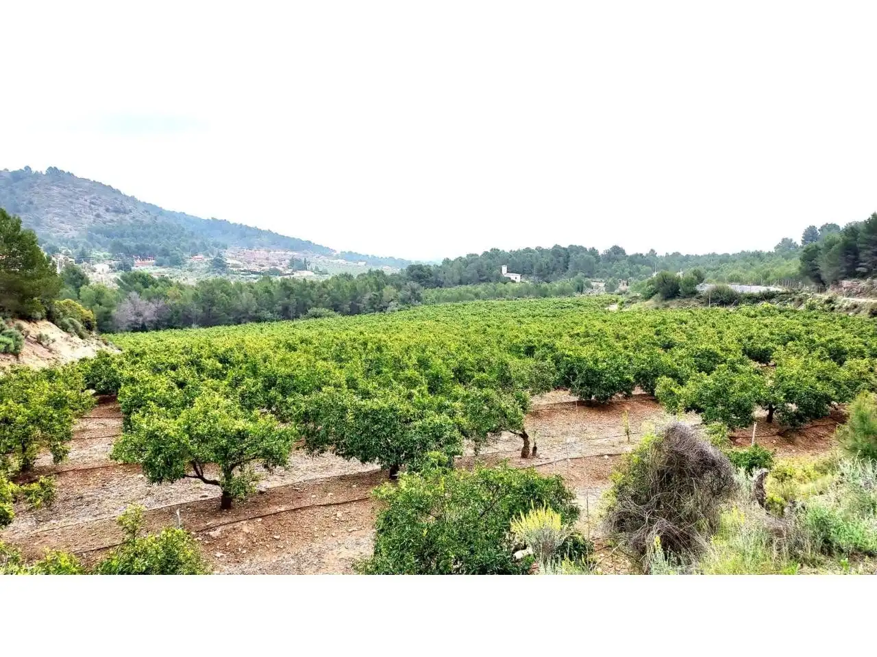 Rural land for sale in 30, imagen 4