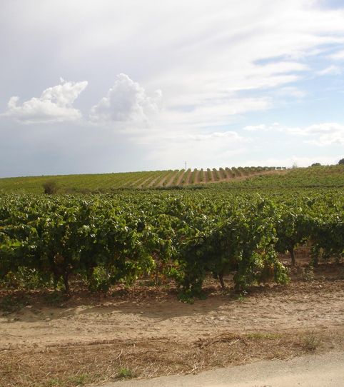 Foto 2 de Finca rústica en venta en Barceloneta - Molí d'en Rovira, Vilafranca del Penedès