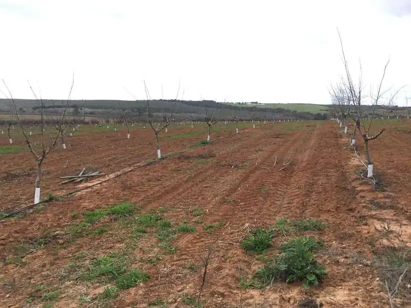 Terreno rústico en venta en Huévar del Aljarafe, imagen 20